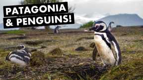 Ushuaia | Ushuaia Shore Excursions | USHUAIA, ARGENTINA: Our PATAGONIA Adventure begins! - https://reveldeck.com