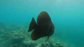 Scuba Diving at Furaveri Maldives