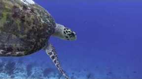 Tour Guanacaste - Scuba Diving Catalinas Islands
