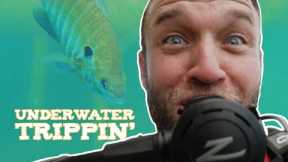 We go Scuba Diving in Mammoth Lake 🤿 - Lake Jackson