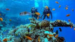 School Scuba Diving Trip (English 4k)