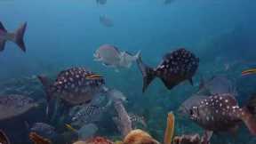 Scuba Diving In Cancun Mexico For 1st Time