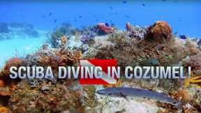 Scuba Diving with Barracuda and Sharks in Cozumel! 🦈