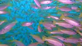 Scuba Diving in PHUKET 〜 Day 2 Koh Phi Phi