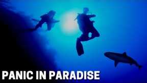 Cruise ship crew members scuba diving with sharks at the Grand Turk Wall