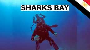 Scuba Diving in Skarks Bay | Sharm El Sheikh 🇪🇬