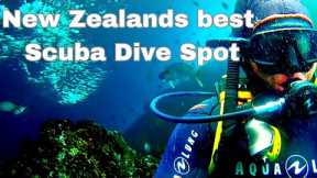 Solo Road Trip - Poor Knights Islands, New Zealand- Scuba Diving Travel Vlog Adventure