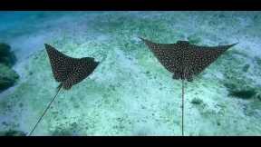 Scuba Diving Cozumel 2023