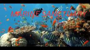 Philippine vlog part 2- Marine Sanctuary Olango Island