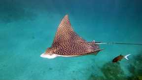 Turks and Caicos Snorkel and Diving highlights