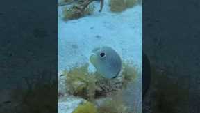 Short: Scuba Diving The British Virgin Islands, Black Forest