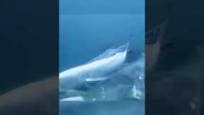 scuba diver makes great save…