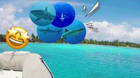 Shark Paradise | Mega trip in French Polynesia, sharks, manta ray, the holy grail of scuba diving
