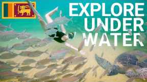 Discover the underwater world of Sri Lanka | Scuba diving on the West coast