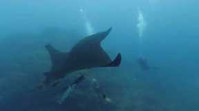Mexico Trip to Socorro: Scuba Diving Trip on Liveaboard