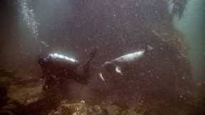 Diving Adventure: Exploring Farnes Islands with Seals and Friends | UK BSAC Scuba Diving Boat Trip