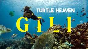 Learning to Scuba Dive in PARADISE, Swimming with Turtles 🐢 (Gili Islands, Indonesia)