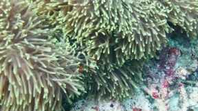 Philippines Rice Terraces & Scuba Diving Trip