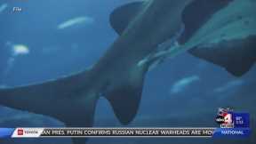 Scuba Diver attacked by shark in Bahamas, amputates leg