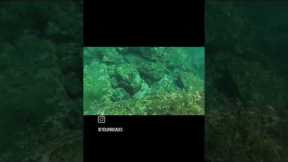Scuba diving at Netrani Islands  @natgeo #nammakarnataka  #netranireefadventures  #tourroads