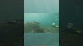 Best Scuba Diving in Bali - Nusa Penida #bali #travel #nusapenidabali #mantarays #scubadiving