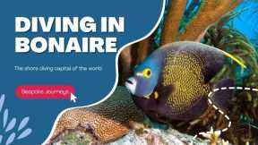 Scuba Diving in Bonaire - a quick tour underwater in this dive paradise.
