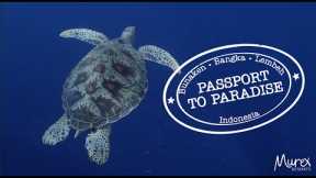 Scuba diving North Sulawesi - Indonesia in 2023. Passport to Paradise - Bunaken, Bangka and Lembeh