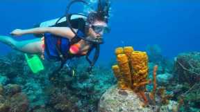 DIVING IN THE CARIBBEAN SEA!! - Cozumel Mexico (SCUBA TOUR)