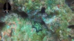 Trip to Tamarindo Costa Rica (4 of 5) - Scuba Diving