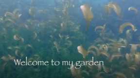 Sierra Mountains  Lake, Scuba Diving