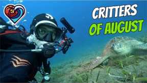 Party on the beach and CRITTERS OF AUGUST 2k23 | SCUBA DIVING | DAUIN | PHILIPPINES | 4K
