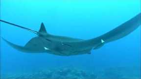 10 Hours Tropical Scuba Diving 1080HD #scubadiving