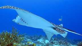 Scuba diving across the Caribbean  2022,  93 dives,  A  2 hour underwater relaxation video in 4K.