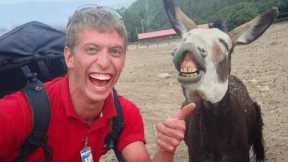 Laugh Uncontrollably!😁 New Funny Animals Video 2024