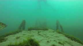 Scuba Diving Lake Havasu