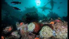 Scuba Diving in Monterey Bay, California