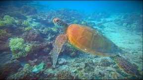 Scuba Diving with Sharks & Turtles on the Island of Moorea in Tahiti