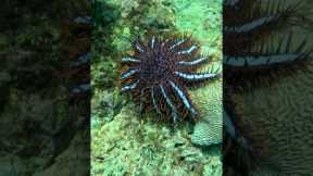 Diving For Venomous Starfish In Thailand