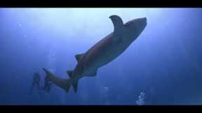 Maldives SCUBA dive trip video
