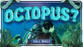 Gili Islands, Bali – No Cars, Just Paradise! | Scuba Diving & Travel Guide
