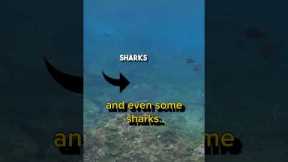 Scuba Diving in Phi Phi Islands, Thailand