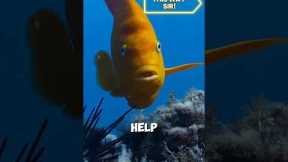 How This Tiny Fish Trains Scuba Divers! 🐠 @therealcorokinaboys