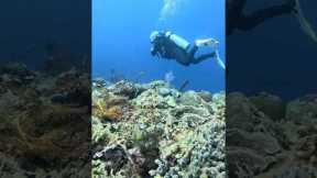 Scuba Diving Indonesia #viralvideo #travel #shark #indonesia #nature #wildlife #scubadiving