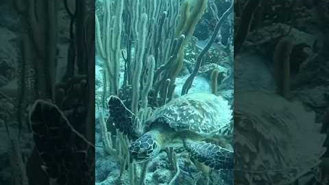 Diving Bonaire - Near Invisibles #travel #caribbean #livingabroad #scuba #marinelife