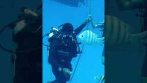 Scuba Diving #royaltoursvacations #experience #discover #explore #adventure #travel #caribbean