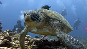 Epic Dive Trip to Gili Islands – Explore, Dive & Enjoy with Scuba Froggy!