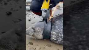 Stranded Seal Saved from Entrapment by Scuba Diver! #rescue#animals#wildlife