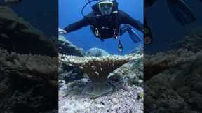 Fun Dive Compilation | Dive in Komodo #labuanbajo #scubadiving #scuba #turtle  #underwater #shorts