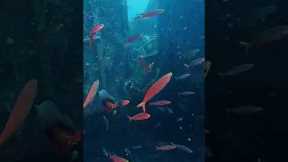 Wreck diving course in action. #scubadiving #watersport #underwater #underwateractivities