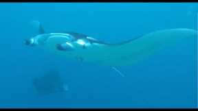 Maldives Scuba Diving Trip Video - Fall 2015 Short Length